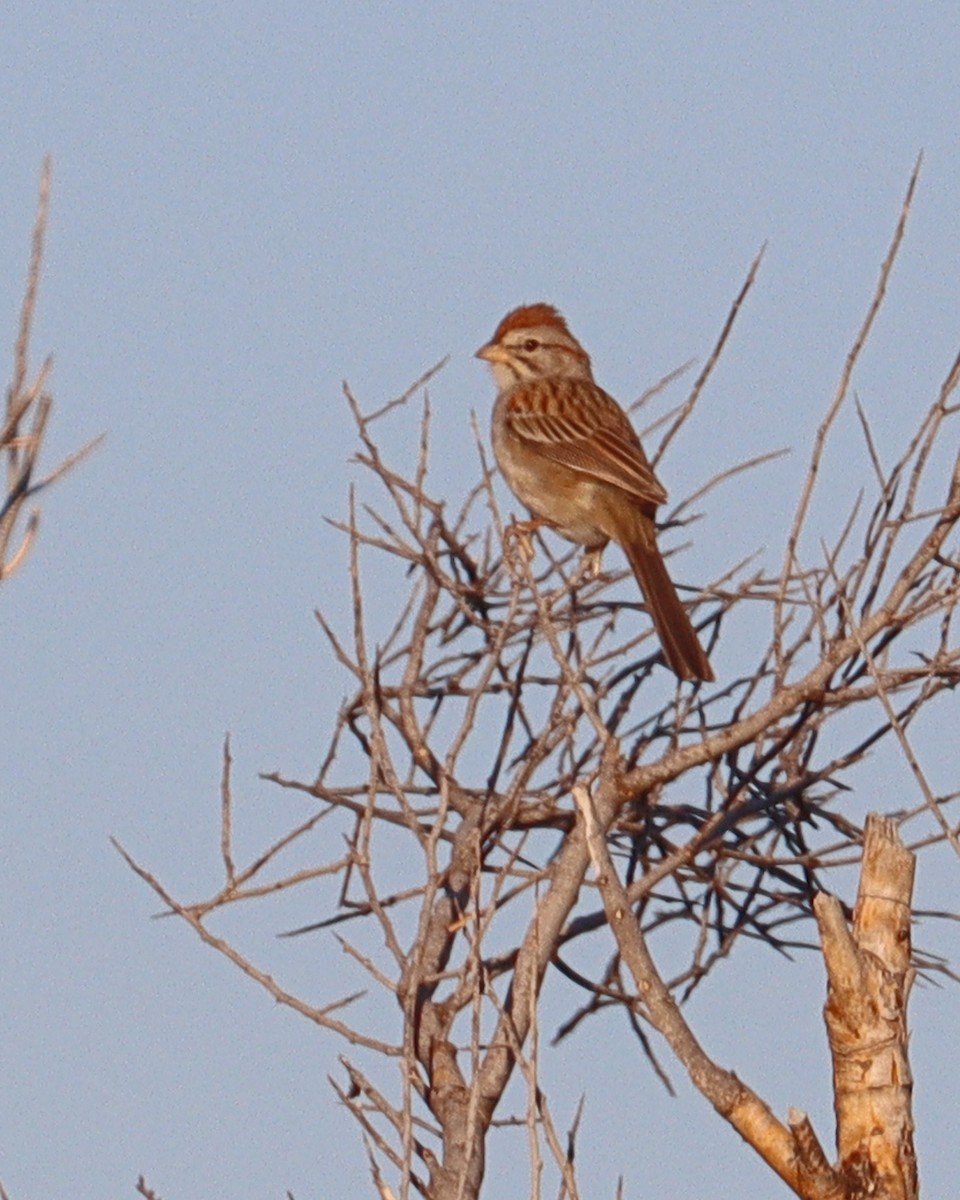 Rufous-winged Sparrow - Dan Kempf