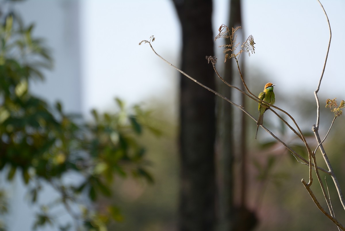Asian Green Bee-eater - Santi St