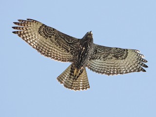  - Red-tailed Hawk (Harlan's)