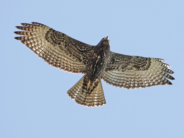 Juvenile dark morph (Harlan's) - Red-tailed Hawk (Harlan's) - 