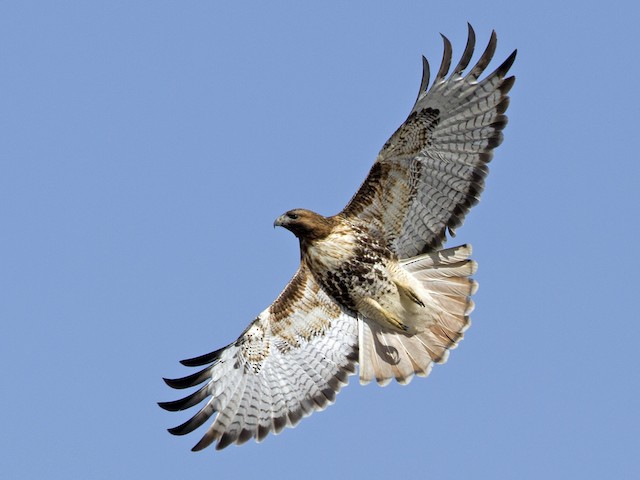 Adult light morph (abieticola) - Red-tailed Hawk (abieticola) - 