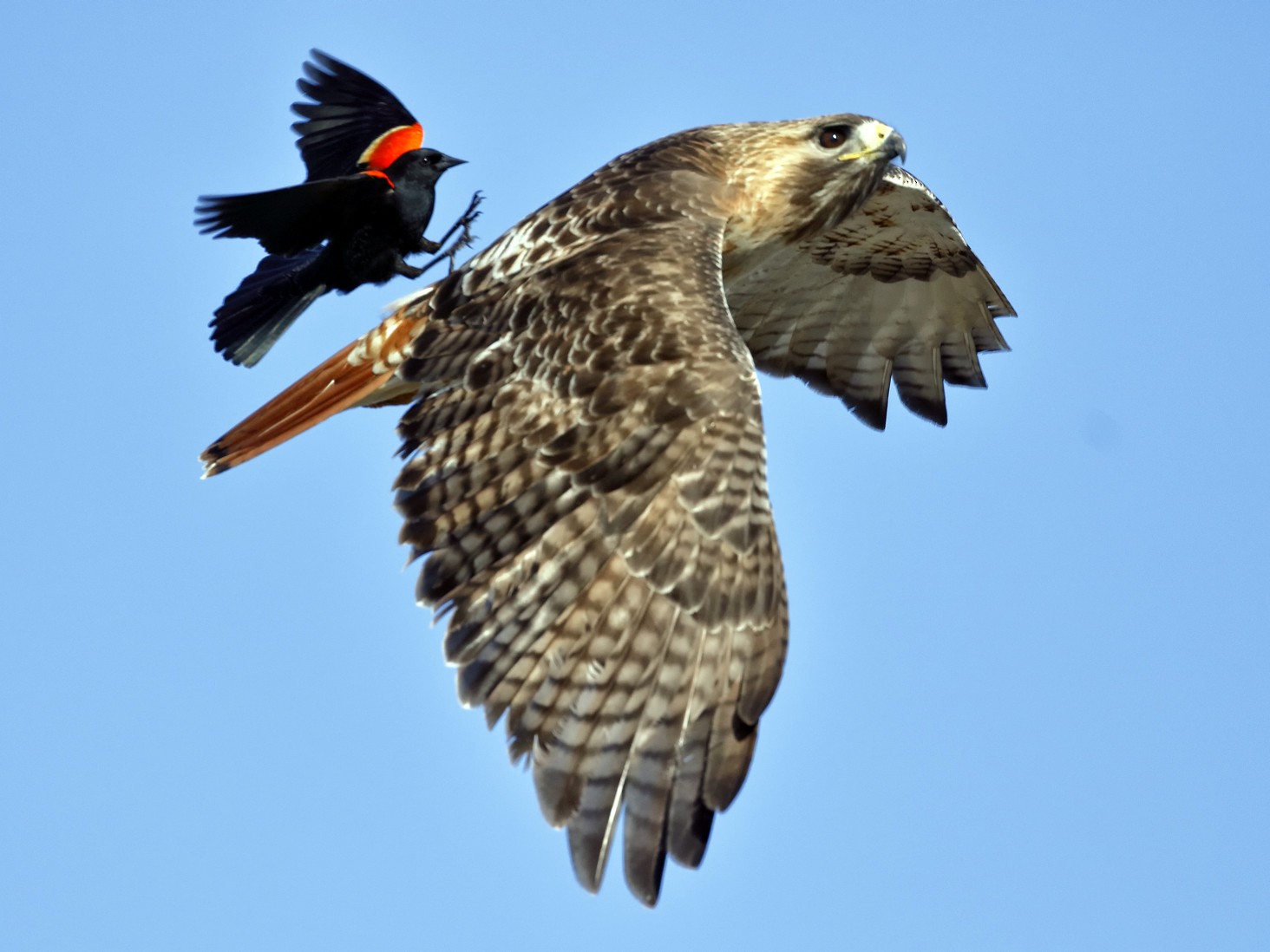 Red-tailed Hawk - Ram Subramanian
