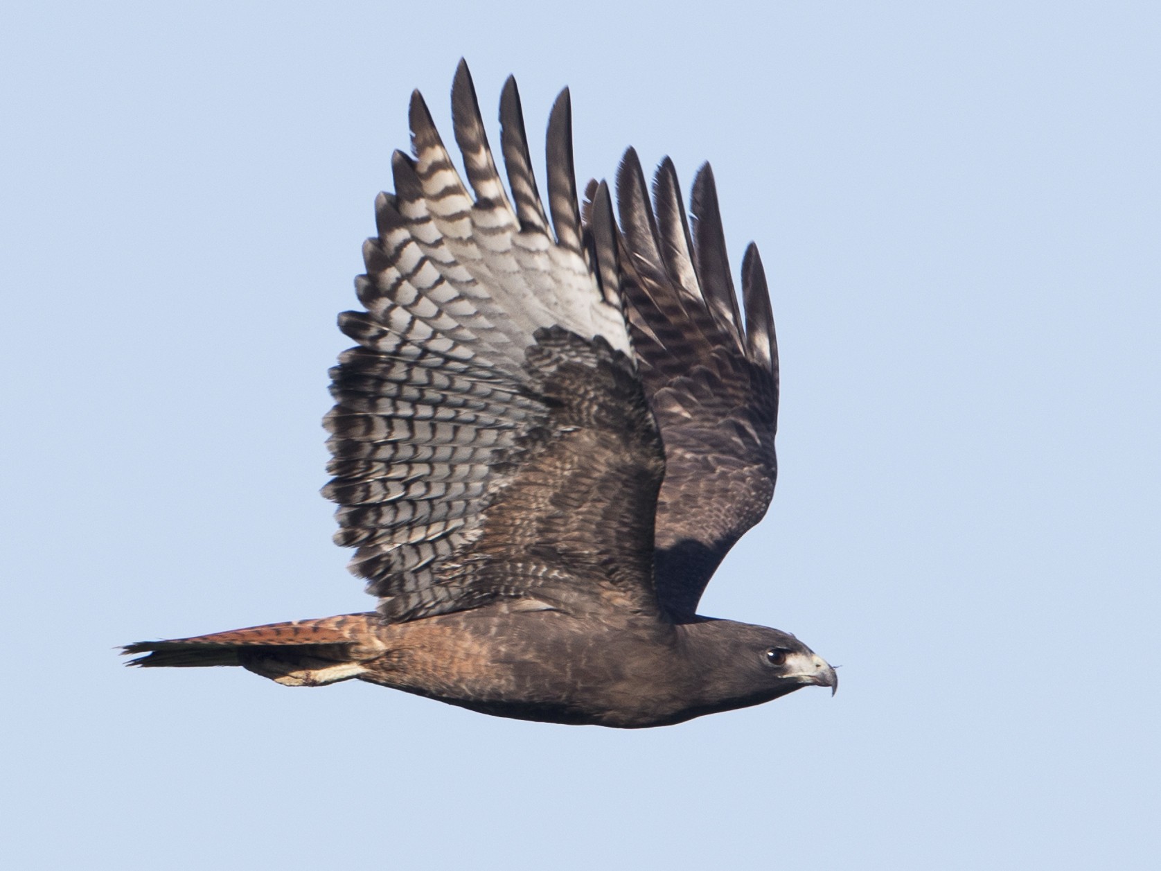 Red-tailed Hawk - Brian Sullivan