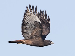 นกเต็มวัย ชุดขนสีเข้ม (calurus/alascensis) - Brian Sullivan - ML60384801