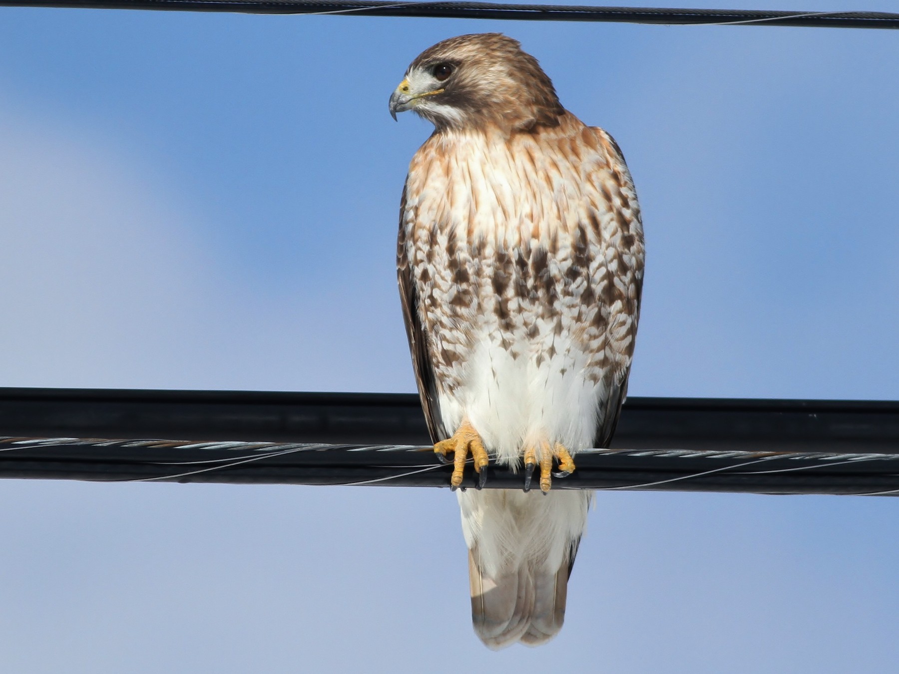 juvenile red tailed hawk