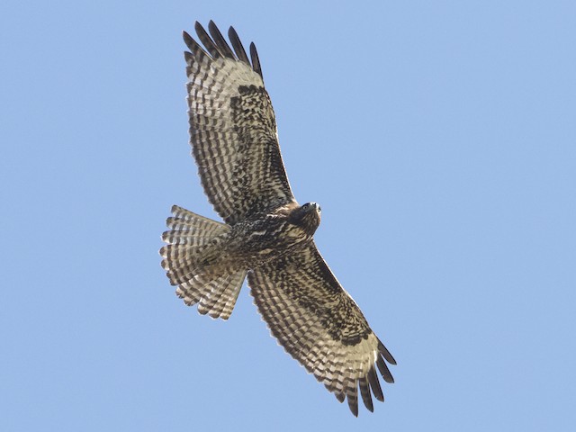 Juvenile dark morph (calurus/alascensis) - Red-tailed Hawk (calurus/alascensis) - 