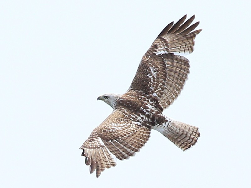 Red-tailed Hawk - eBird