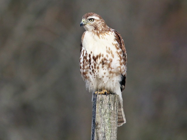 Juvenile (borealis) - Red-tailed Hawk - 