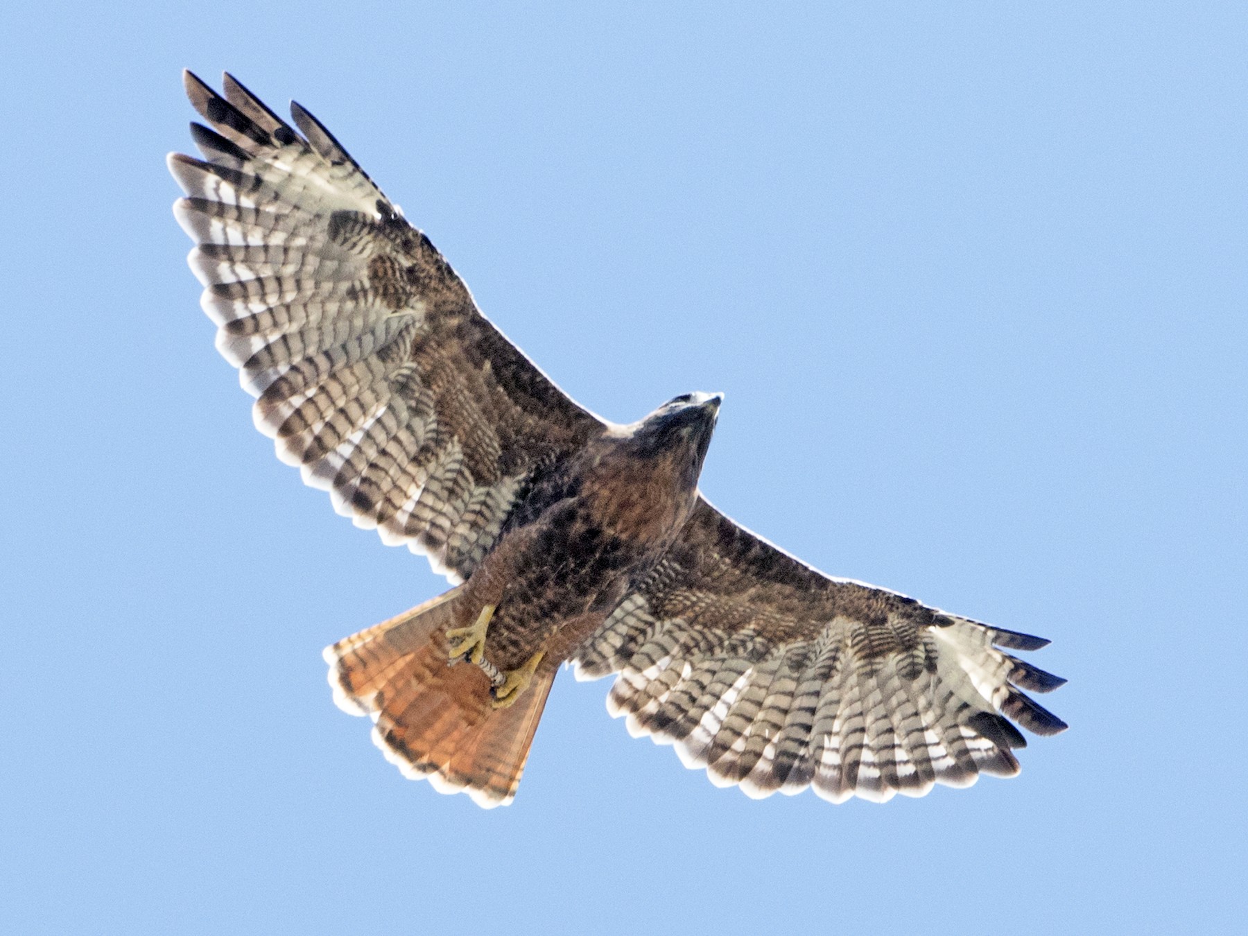 Roodstaartbuizerd - eBird