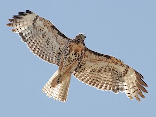  - Red-tailed Hawk (calurus/alascensis)