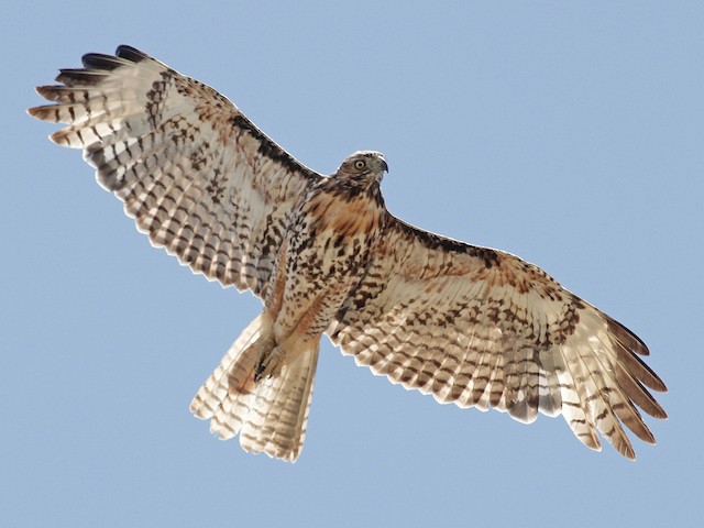 Juvenile light morph (calurus/alascensis) - Red-tailed Hawk (calurus/alascensis) - 