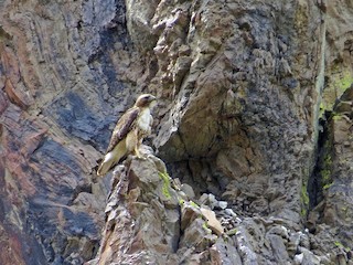  - Red-tailed Hawk (calurus/alascensis)