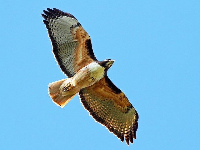 Adult (costaricensis) - Red-tailed Hawk - 