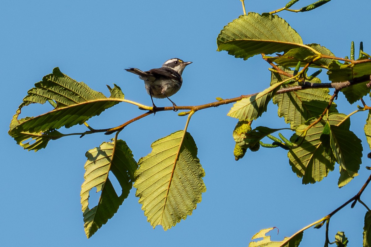 Black-throated Gray Warbler - ML603853171