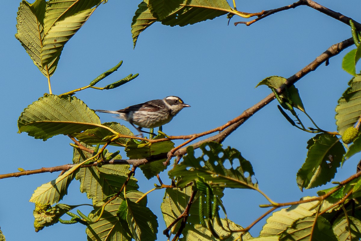 Black-throated Gray Warbler - ML603853181