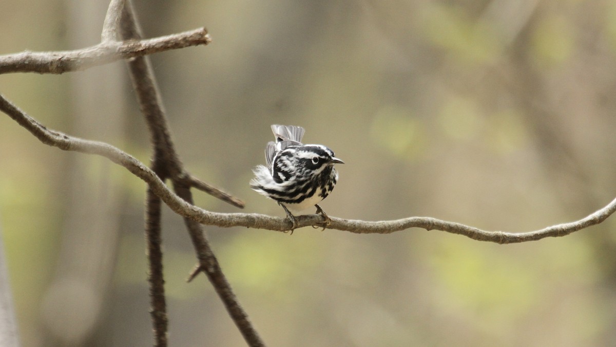 Black-and-white Warbler - ML603859441