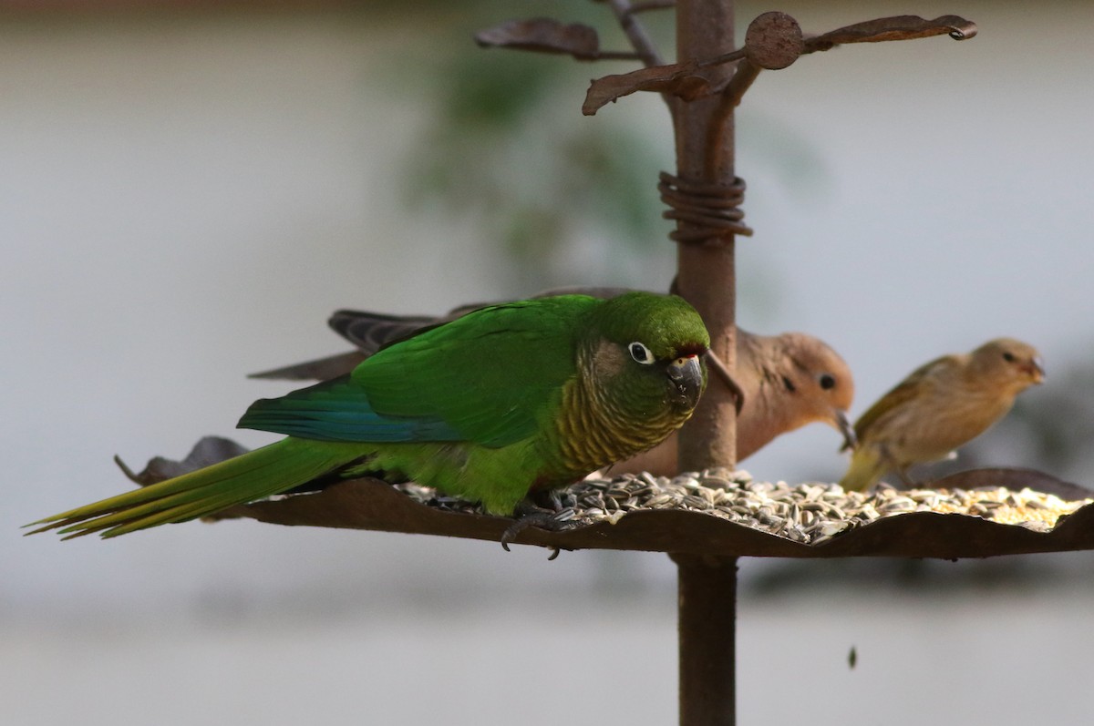 Maroon-bellied Parakeet (Green-tailed) - ML603864591