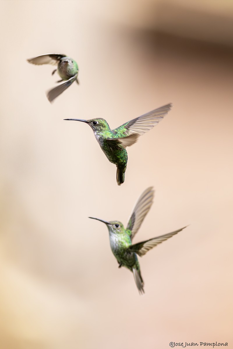 kolibřík zelenobílý - ML603868731