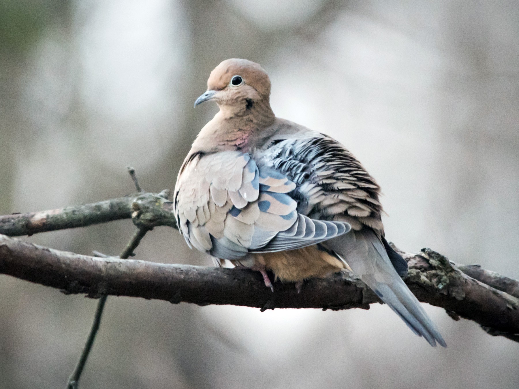 Mourning dove gif