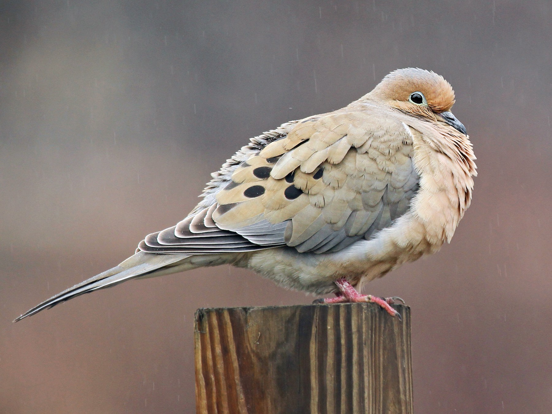 Mourning Dove - Ryan Schain