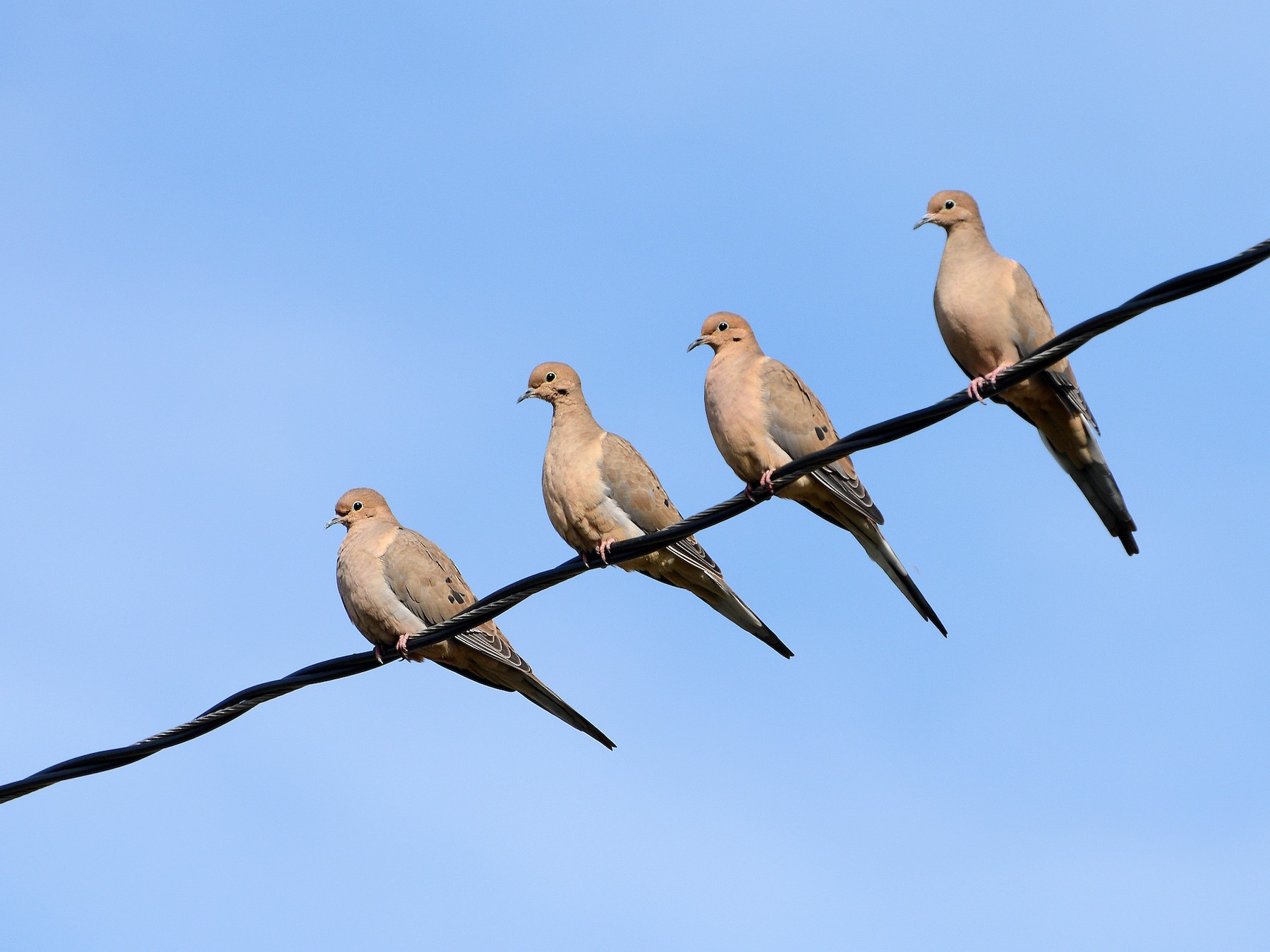 Mourning Dove - Lewis Ulrey