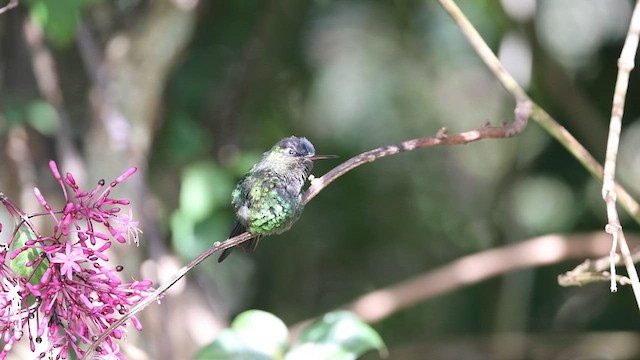 Fiery-throated Hummingbird - ML603871341