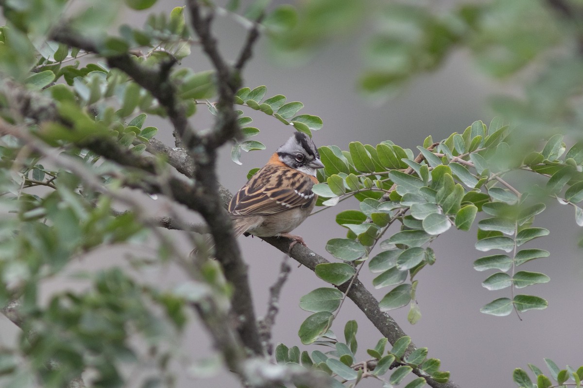 Rufous-collared Sparrow - ML603871741