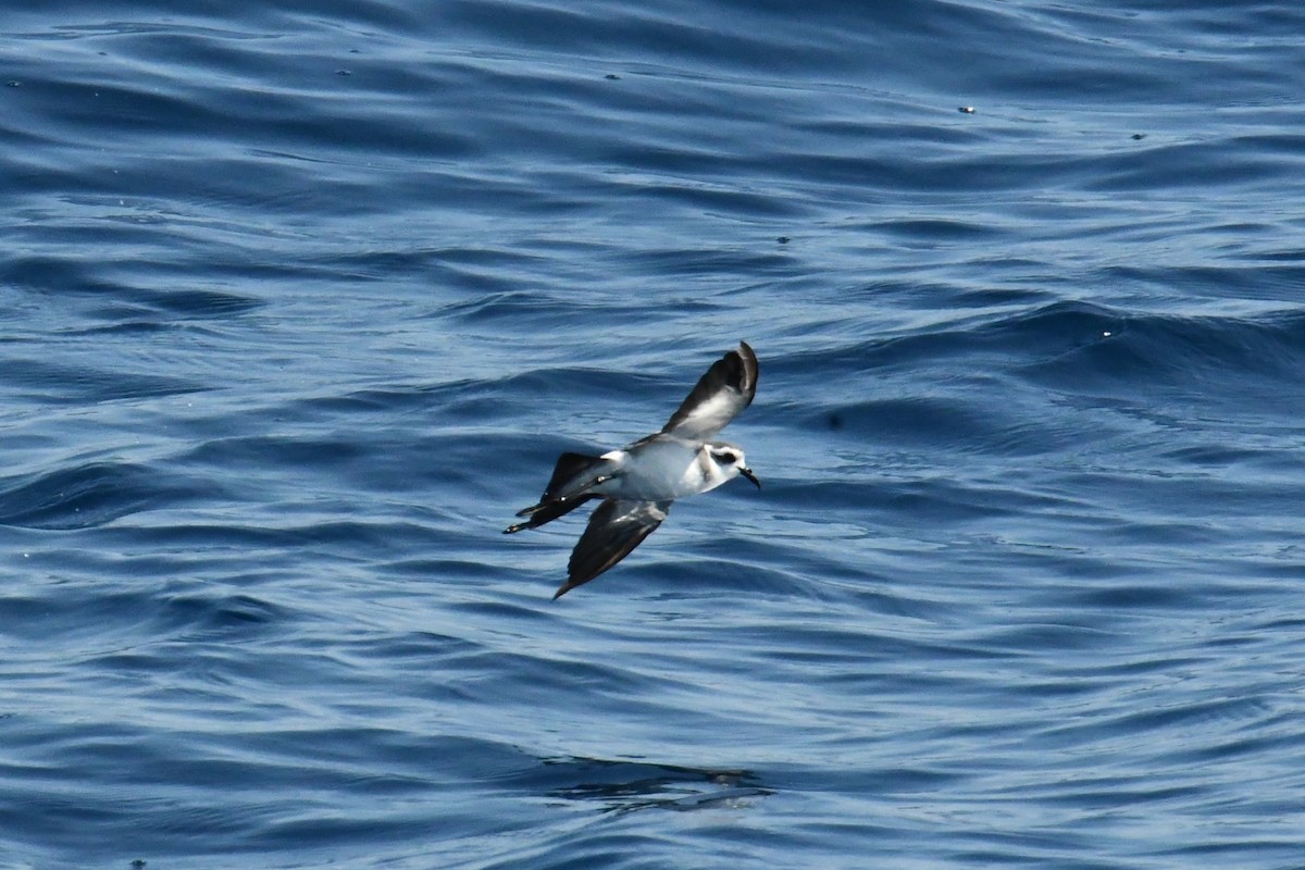 White-faced Storm-Petrel - ML603871991