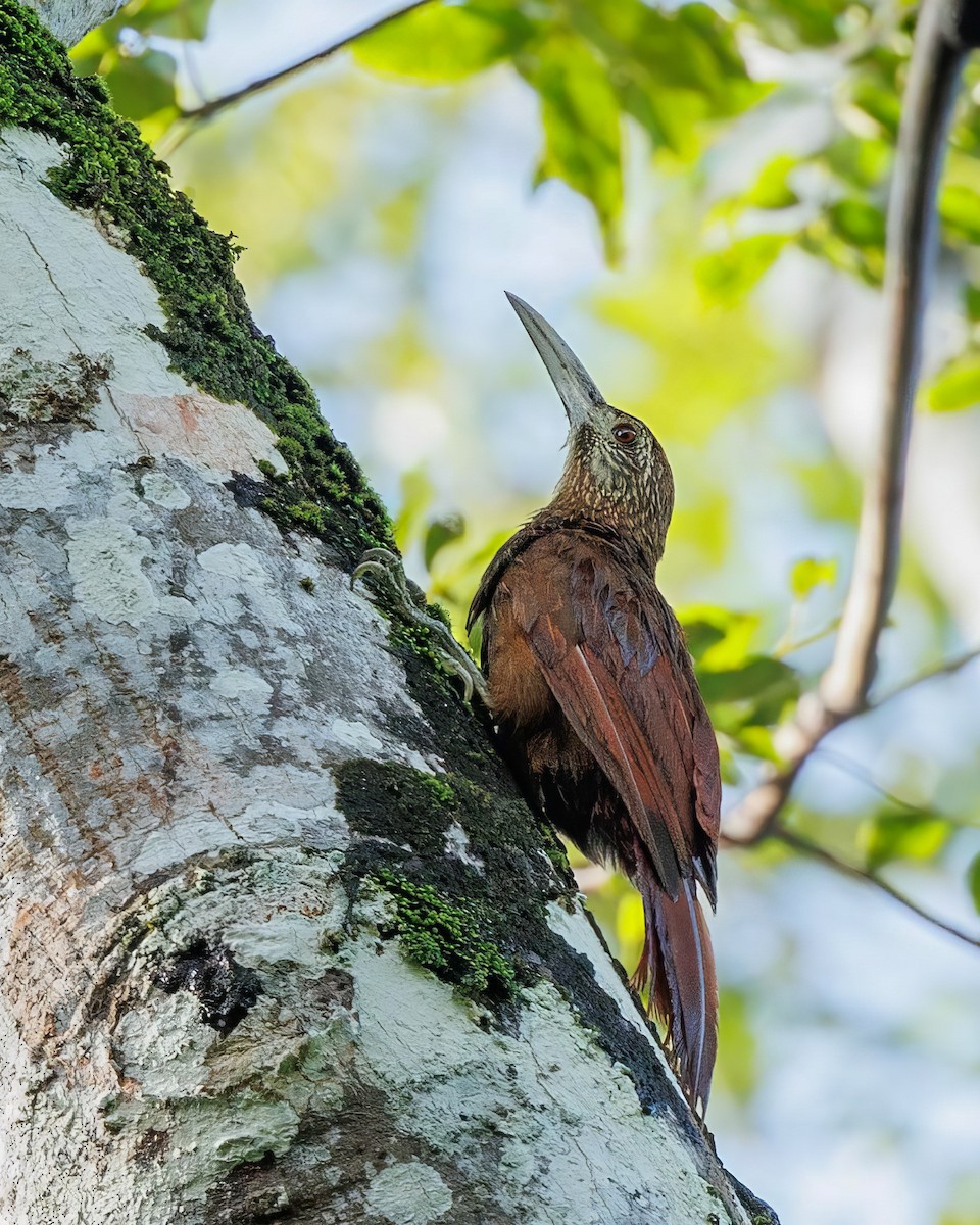 Strong-billed Woodcreeper - ML603872461