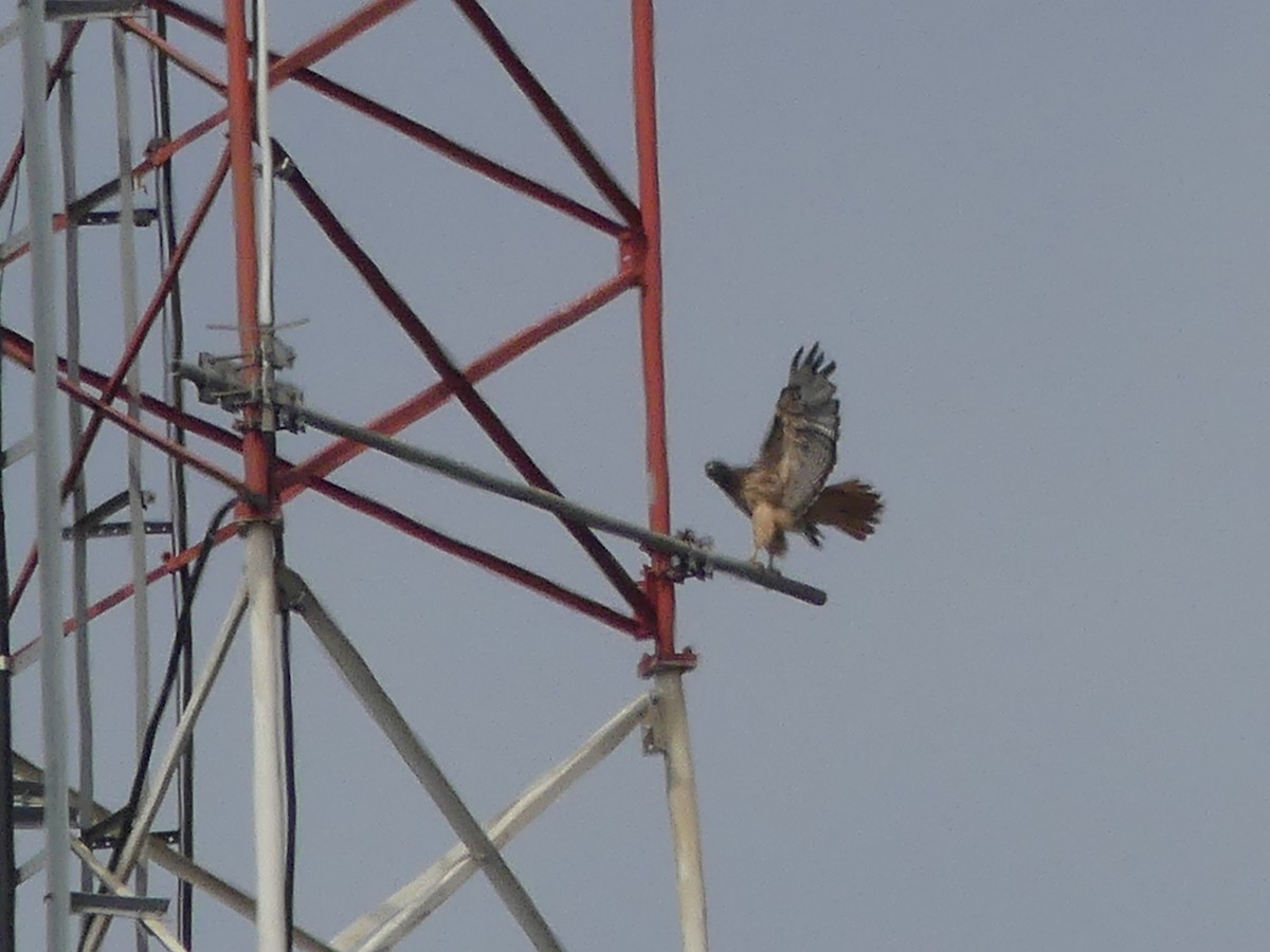 Red-tailed Hawk - ML603878101