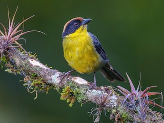  - Yellow-breasted Brushfinch