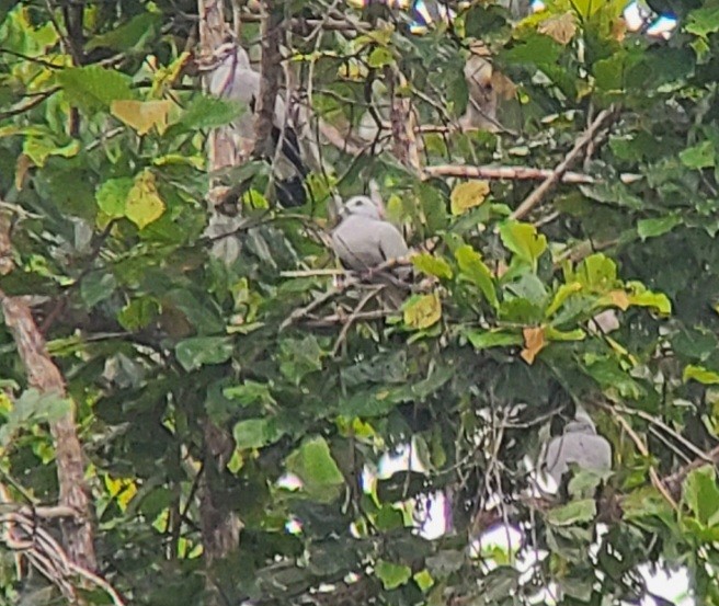 Silvery Wood-Pigeon - ML603881411