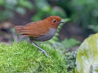  - Bicolored Antpitta