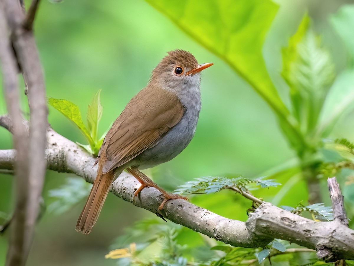 Оранжевоклювый соловьиный дрозд - eBird