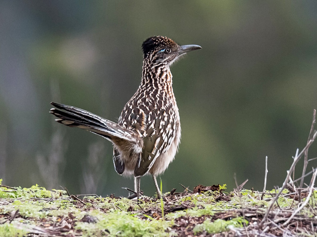 Greater Roadrunner - Jeff Bray