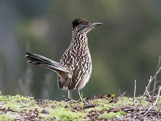  - Greater Roadrunner