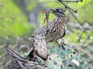  - Greater Roadrunner