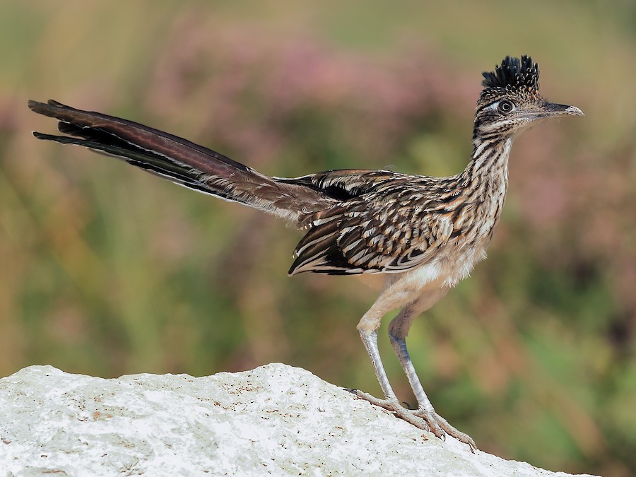 Greater Roadrunner - Ebird