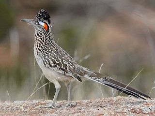  - Greater Roadrunner