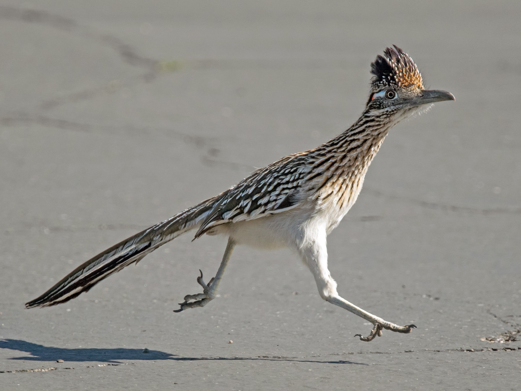 CALIFORNIAN EARTH-CUCKOO: The fastest roadrunner that eats snakes and  lizards 