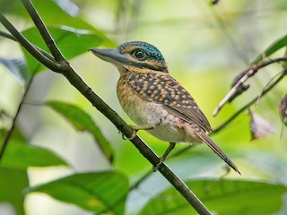  - Hook-billed Kingfisher