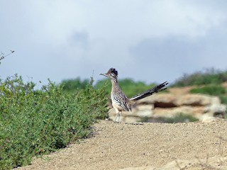 成鳥 - Walter Piper - ML60388711