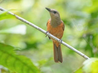  - Raja Ampat Pitohui