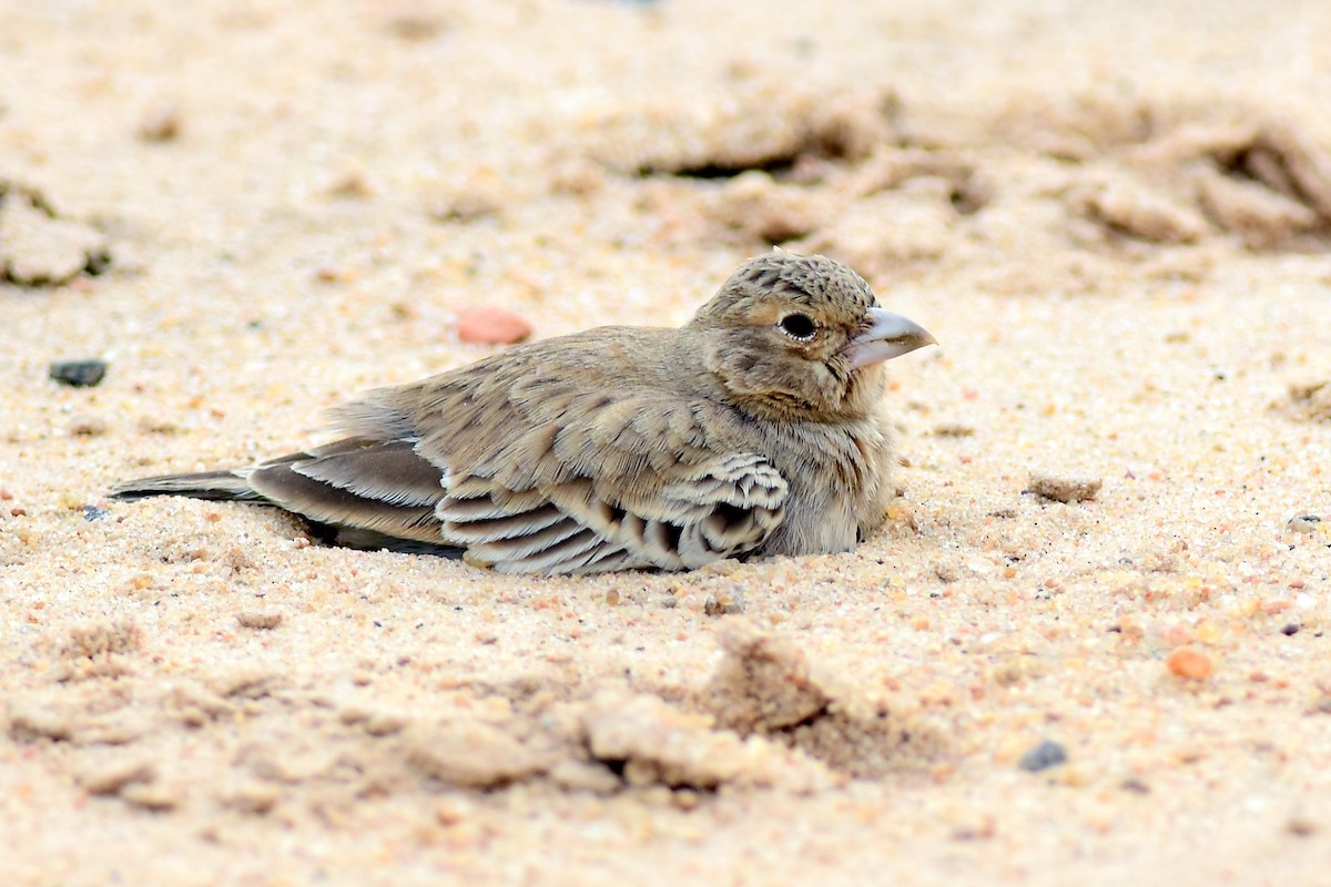 Ashy-crowned Sparrow-Lark - Ajoy Kumar Dawn