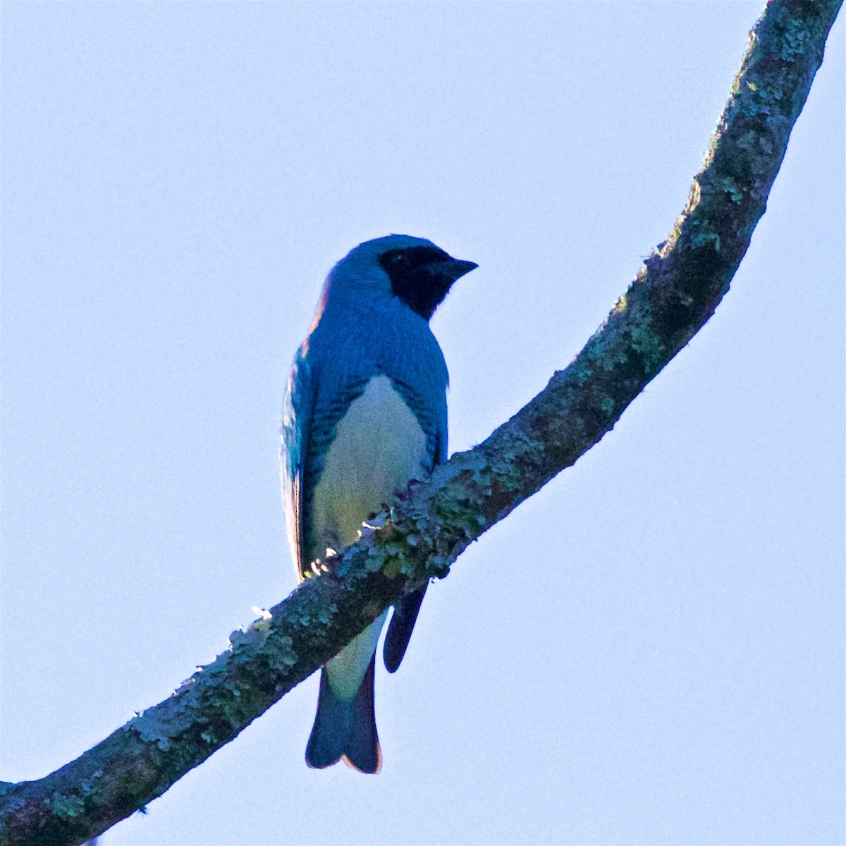 Swallow Tanager - ML603889961