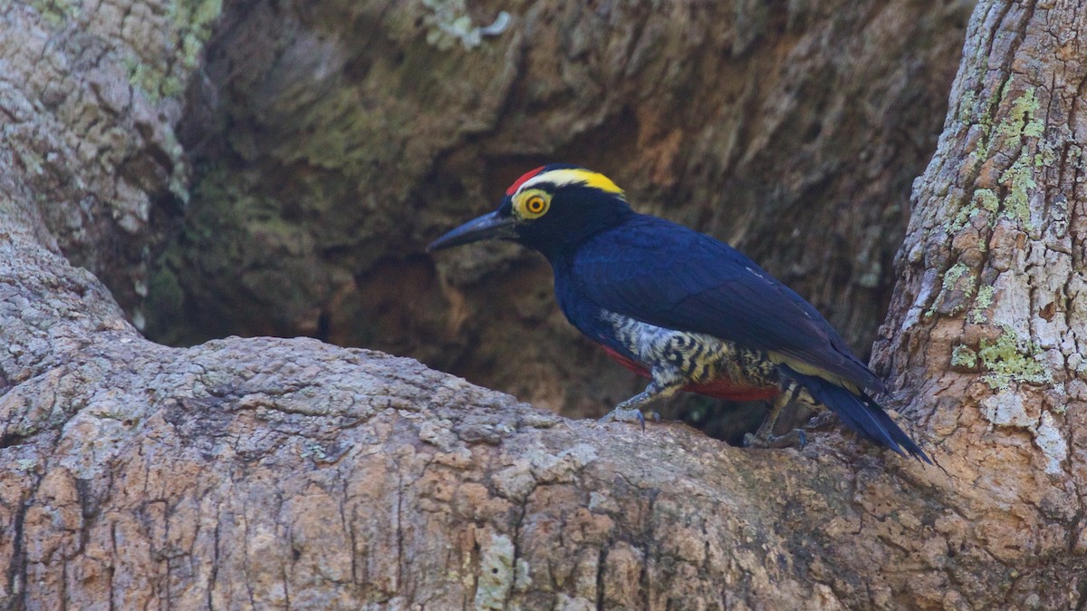 Yellow-tufted Woodpecker - ML603890281