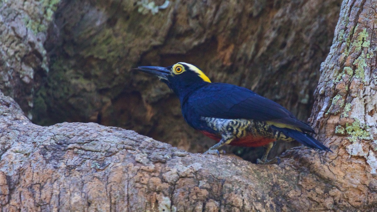 Yellow-tufted Woodpecker - ML603890291