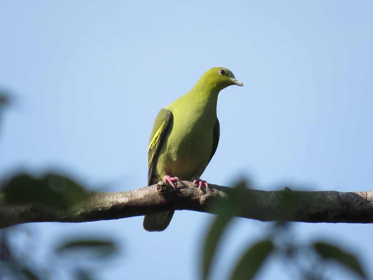 Ashy-headed Green-Pigeon - Zayar Soe