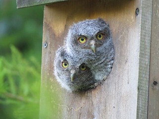 バードカービング　コノハズク 木彫りのコノハズク（バードカービング）を作ってみませんか