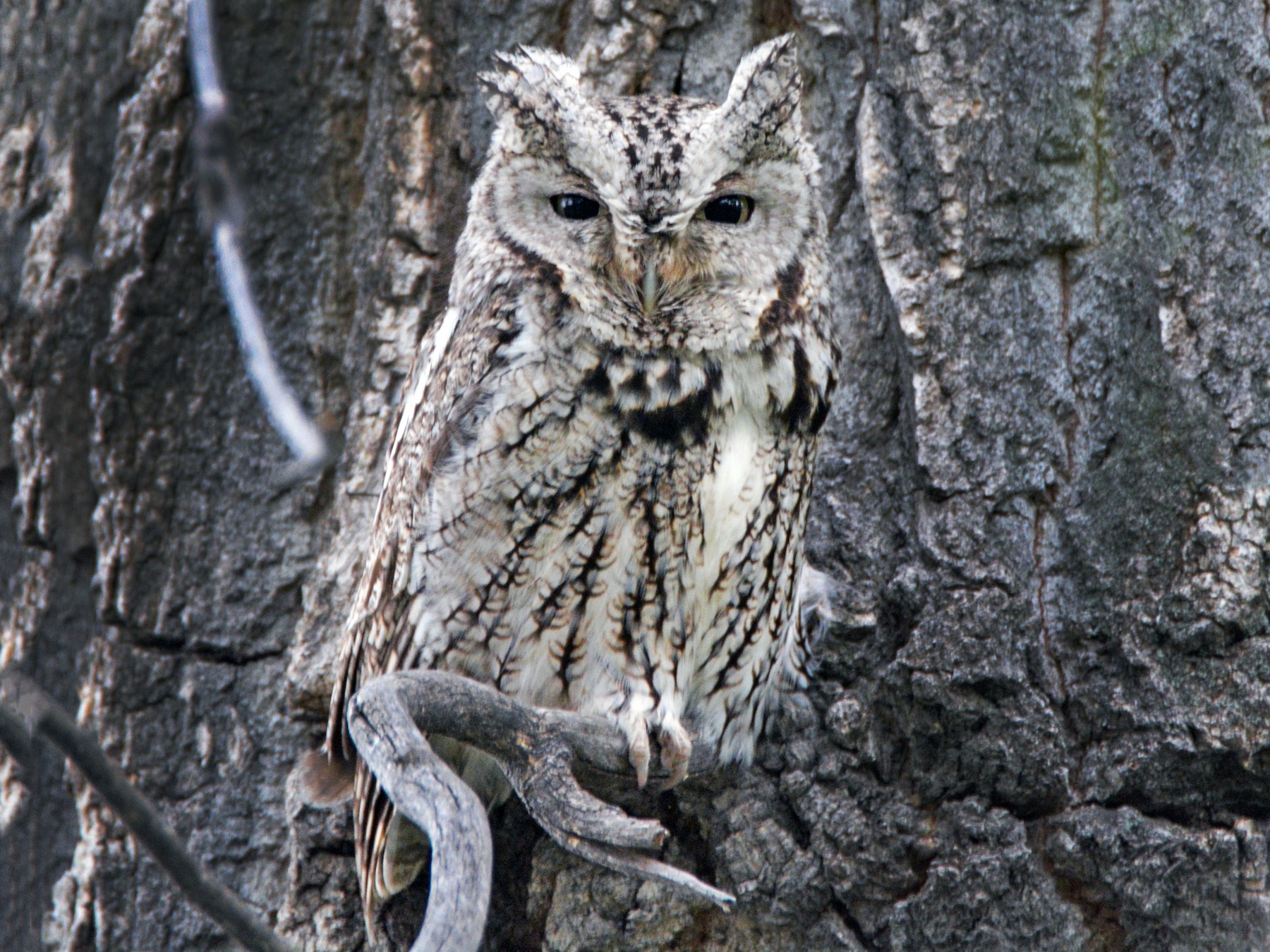 Eastern Screech Owl EBird